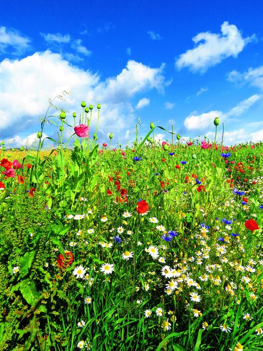 Meadow Flowers Flower