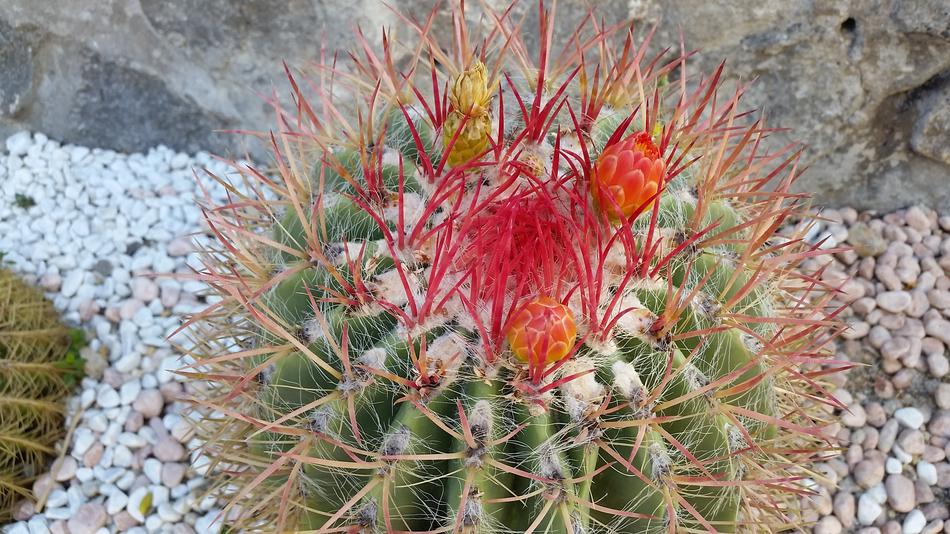 Cactus Flower August