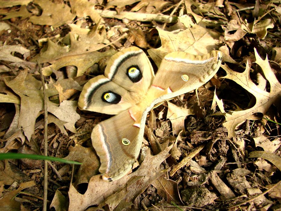large butterfly with patterns in the foliage