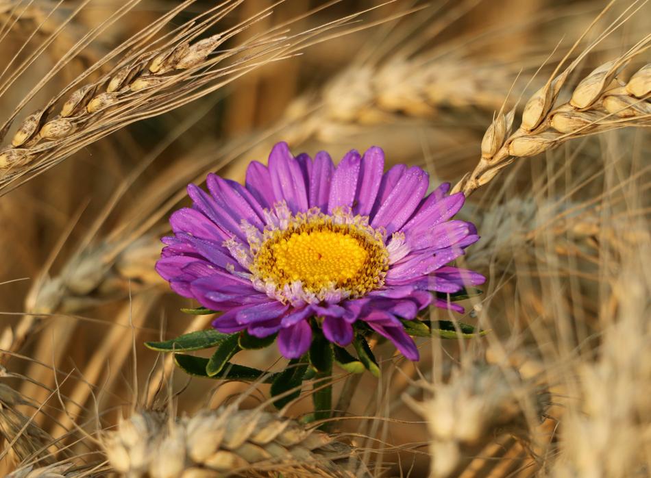 Rye Spikes Flower
