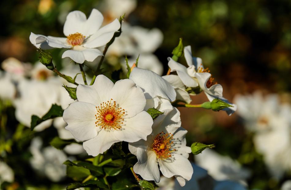Rose Wild Flower
