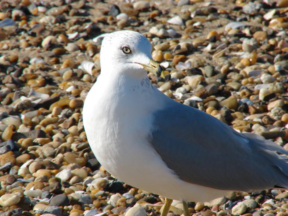 seagull on a rocky beach