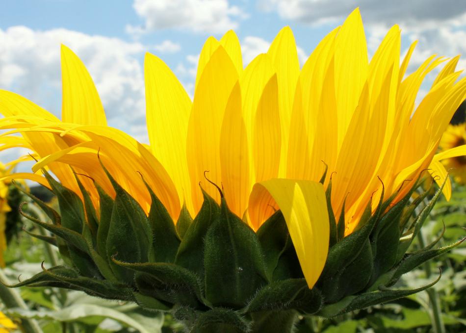 Sunflower Flower blooming