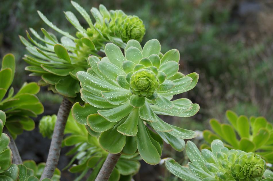 green Cactus Blossom