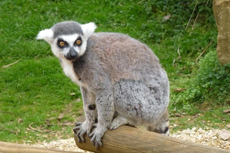 frightened lemur sitting