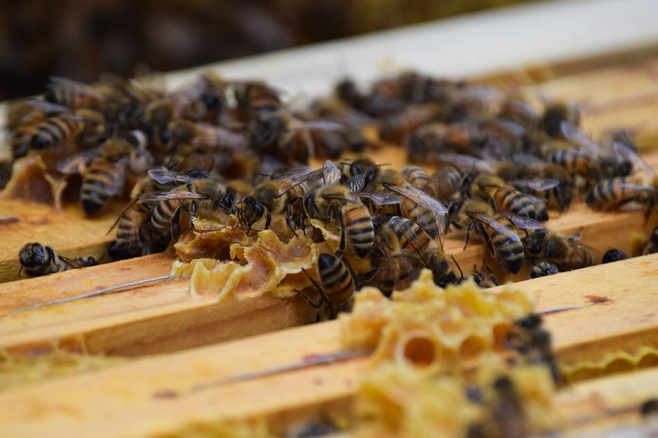 beehive on a farm
