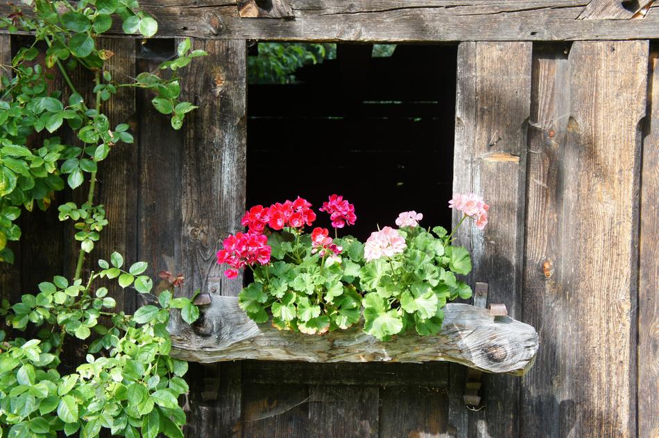 old wooden house in flowers