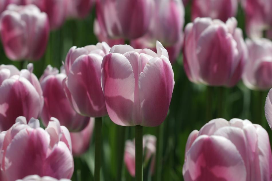 purple white tulips at the flower festival