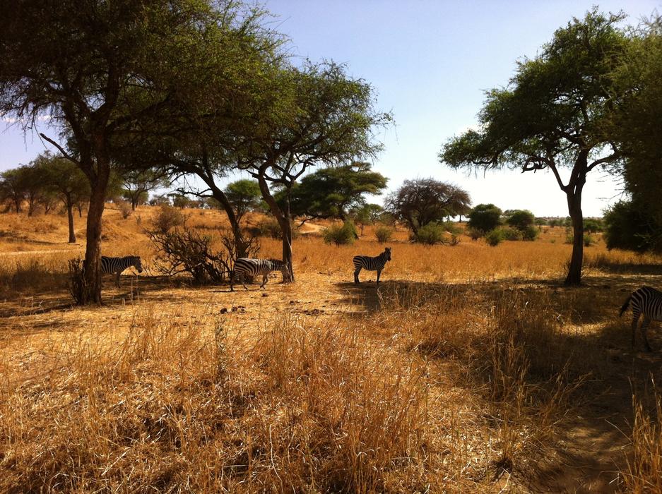 wild animals on safari