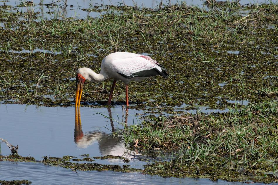 Botswana Chobe Yellow-Billed