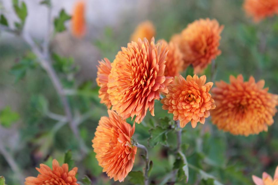 Flowers Flower Beautiful
