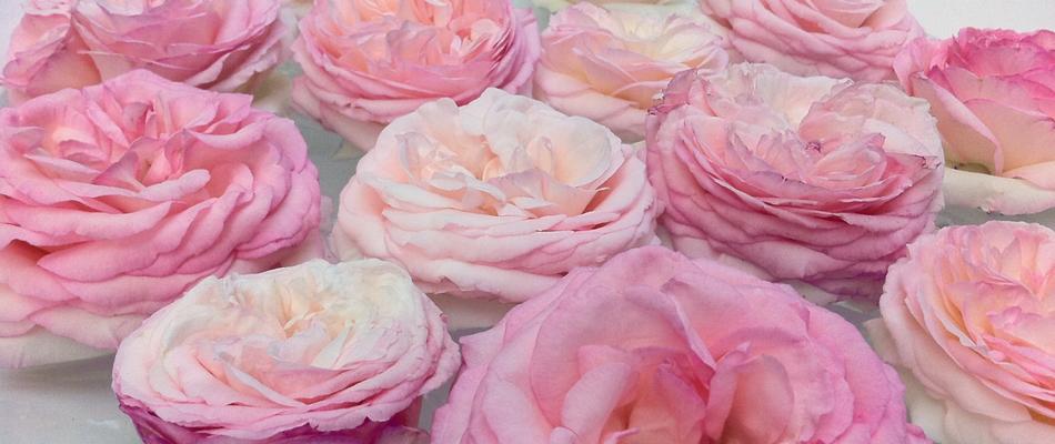 Roses Pink Banner