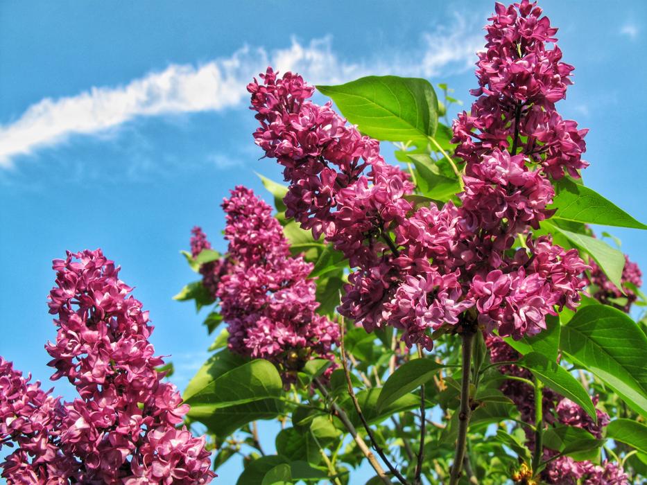 pink lilac on the branches