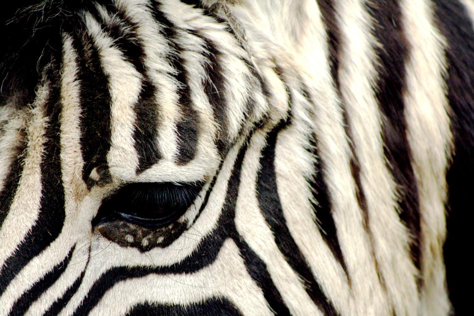 Zebra Zoo Antwerpen