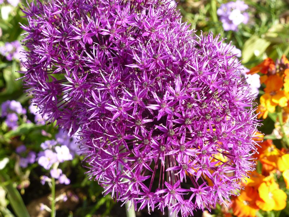 Garden fragrant flowers in spring