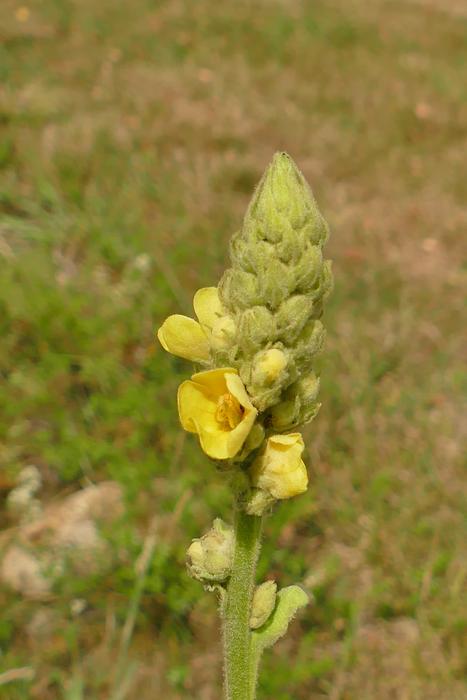 Mullein Close Up Blossom