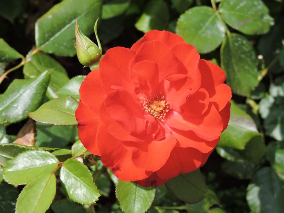 Rose Red Flower