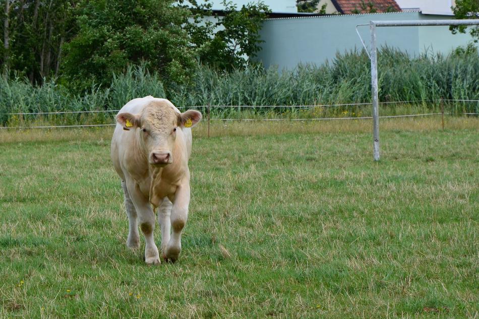 fluffy cow in a green meadow landscape