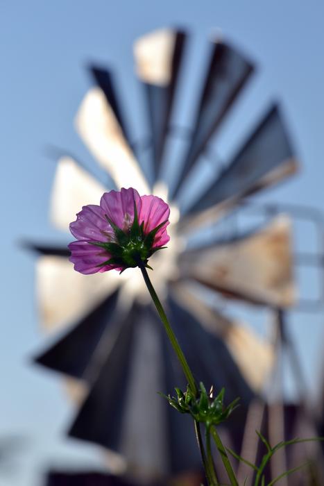 Cosmos Flower Farm