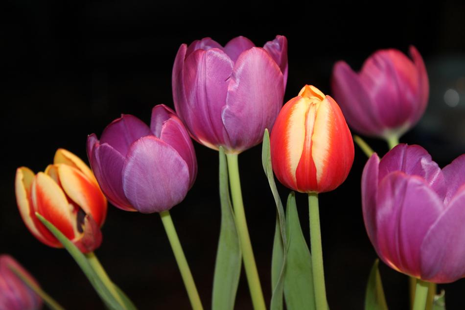 Tulips Strauss Flowers