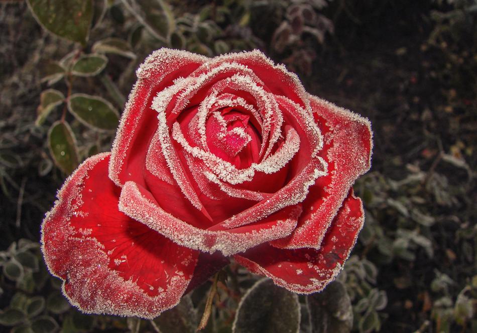 Rose Red Flower