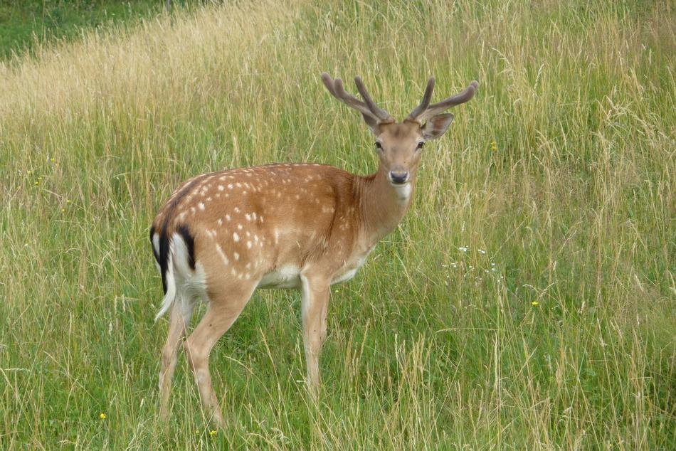 Deer Cervid Dama Fallow