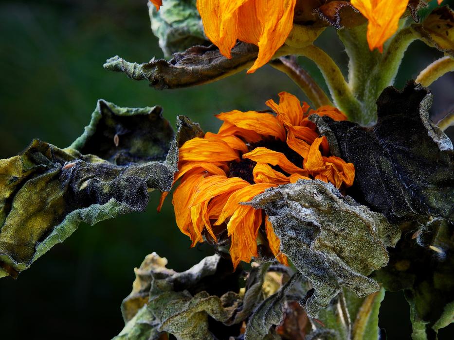 Sunflower Flower Blossom