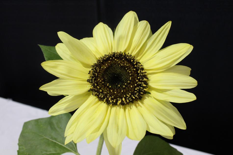 Sunflower Yellow Flower