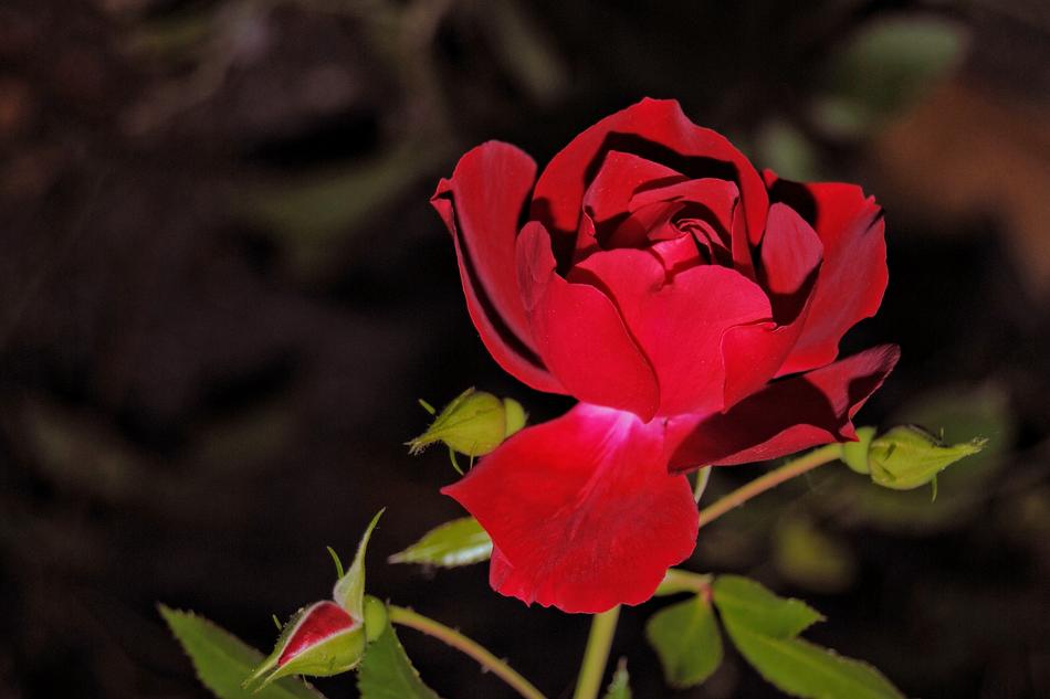 Rose Blossom Bloom