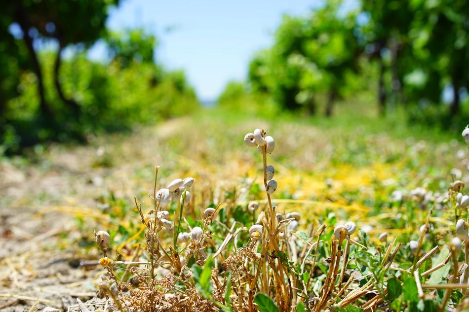 snails on the grass