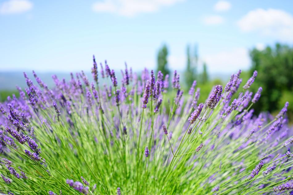 purple narrow leaf lavender