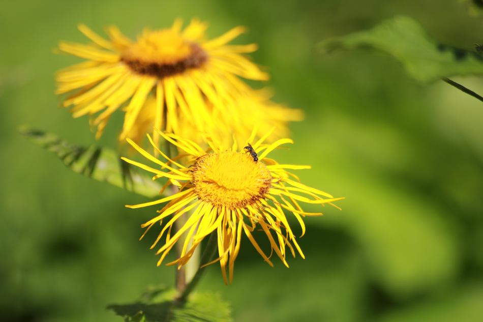 Flowers Elecampane