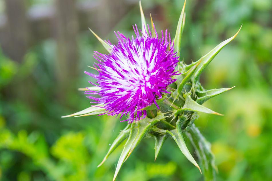 blooming prickly wildflower