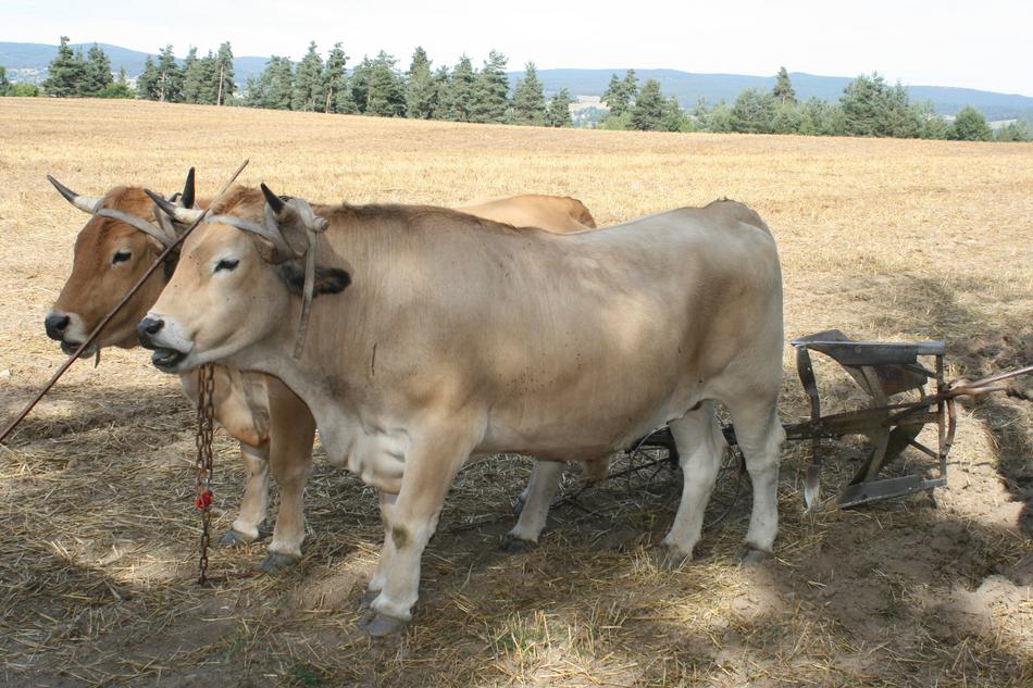 two cows in a field