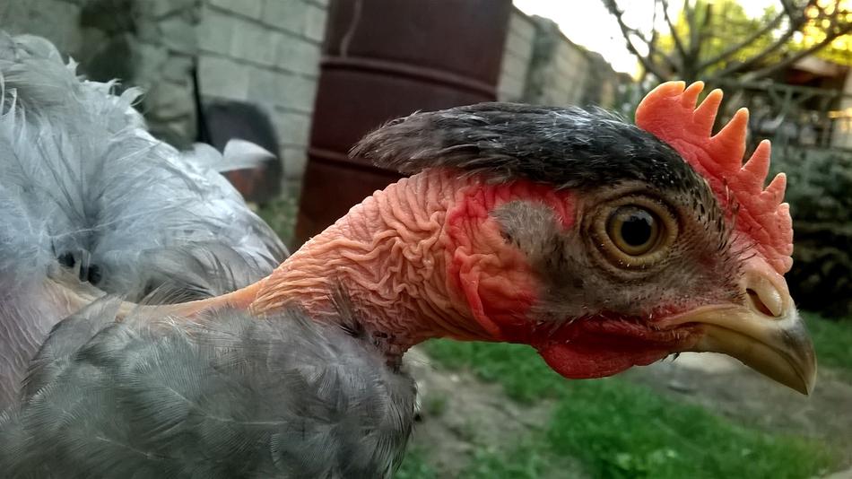 bald funny chicken