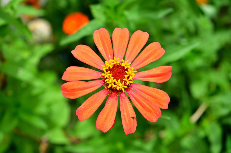 Beautiful orange zinia in the garden