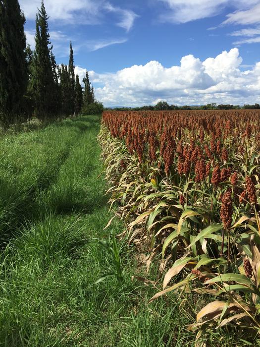 Field Culture Cereals