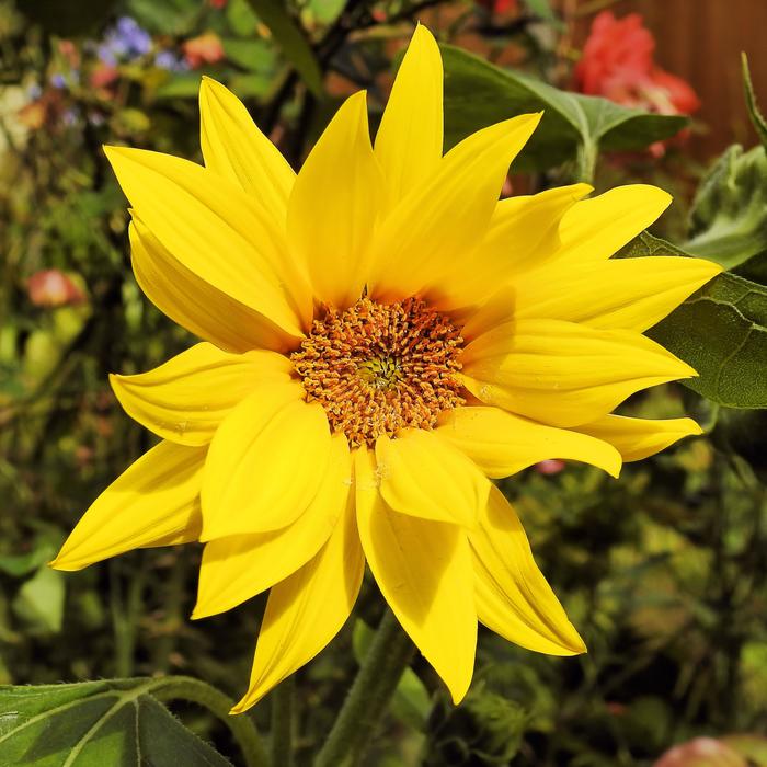 Sunflower Helianthus Jerusalem