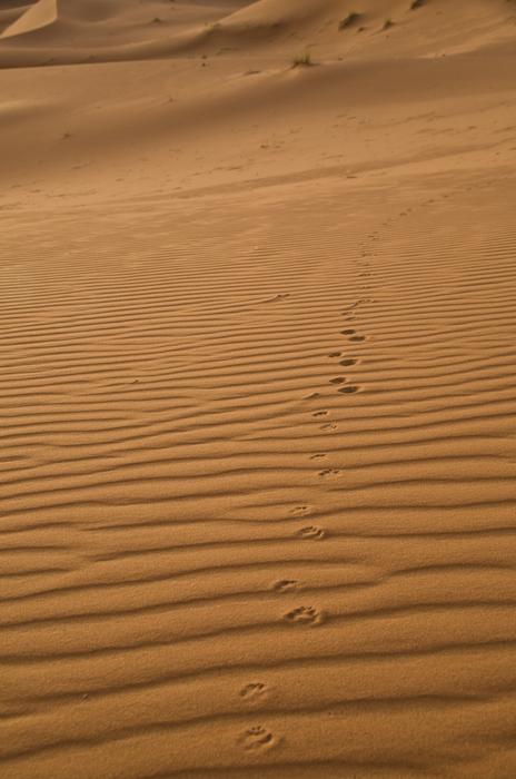 Sand Sahara Traces Desert