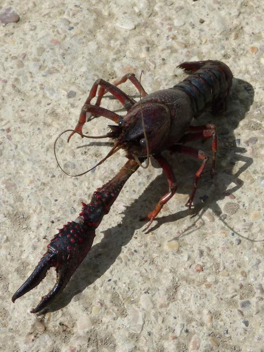 sea crab with a long claw