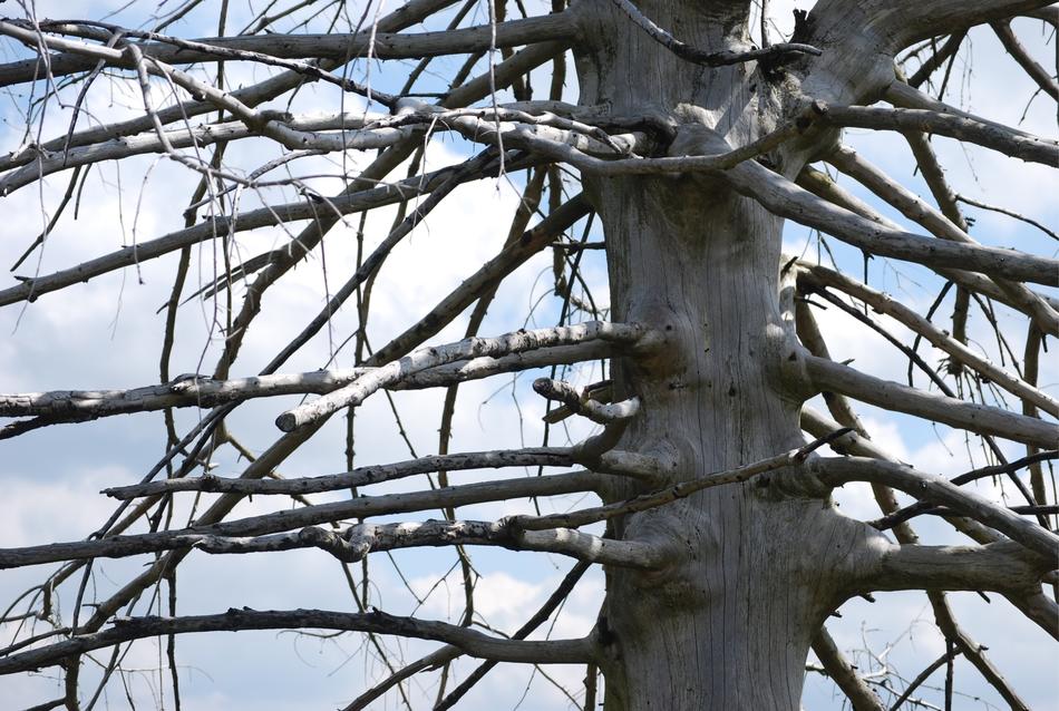 Tree Arid Tribe