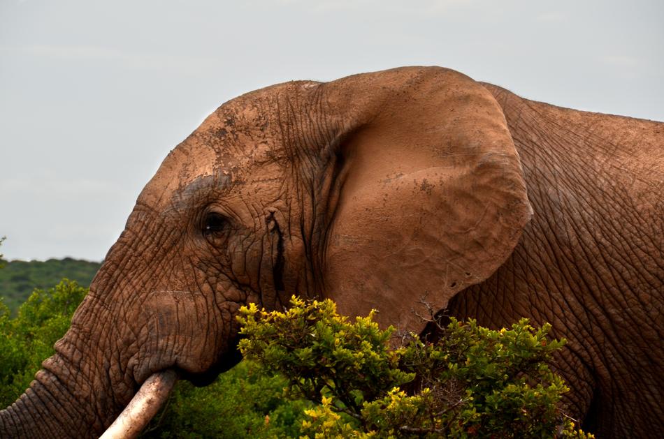brown cute elephant in flowers