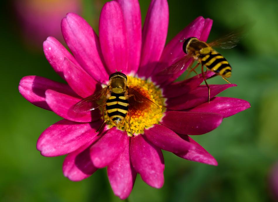 Flue Wasp Fly on Flower