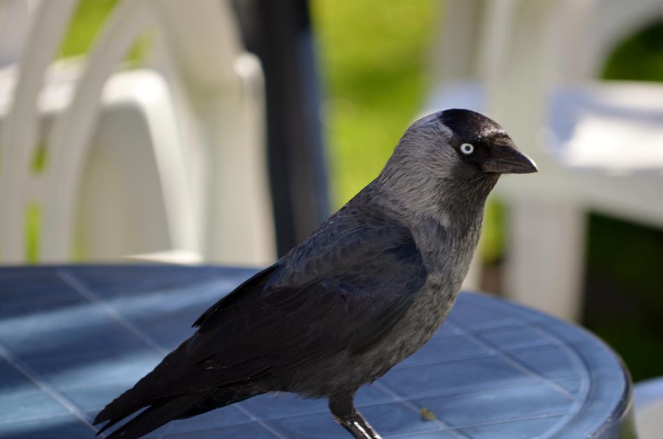 Jackdaw rests on table