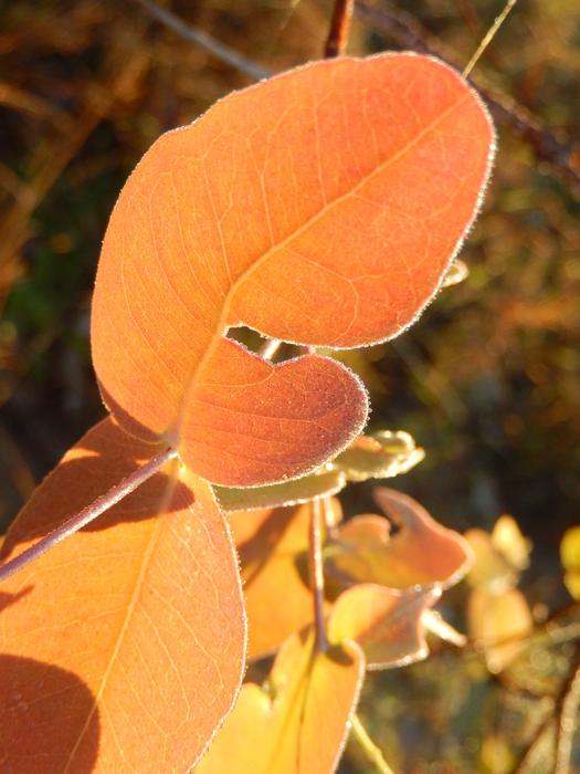 Dew Leaf Nature