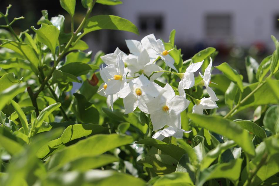 white jasmine flowers on a bush in the garden