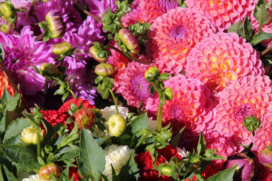 Dahlias Flowers Bud Late