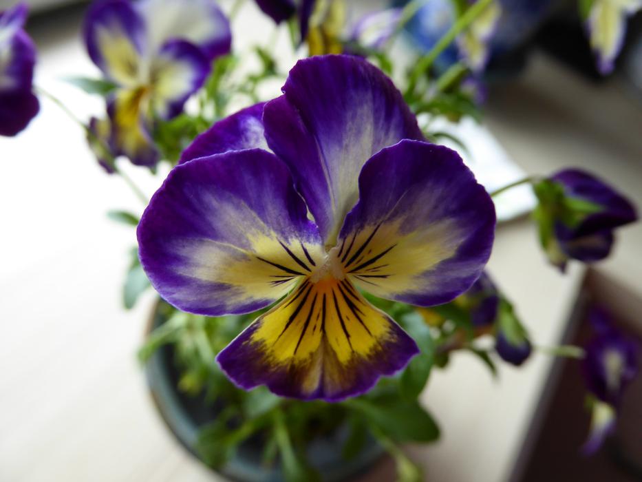 Pansy 400â500 Vase