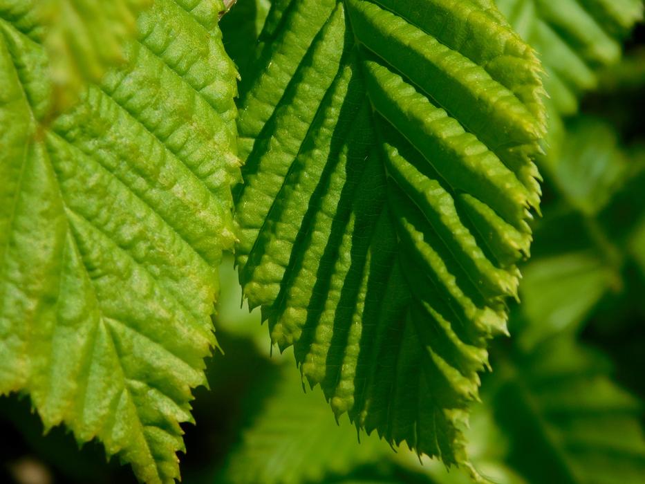 shadow on the green leaves