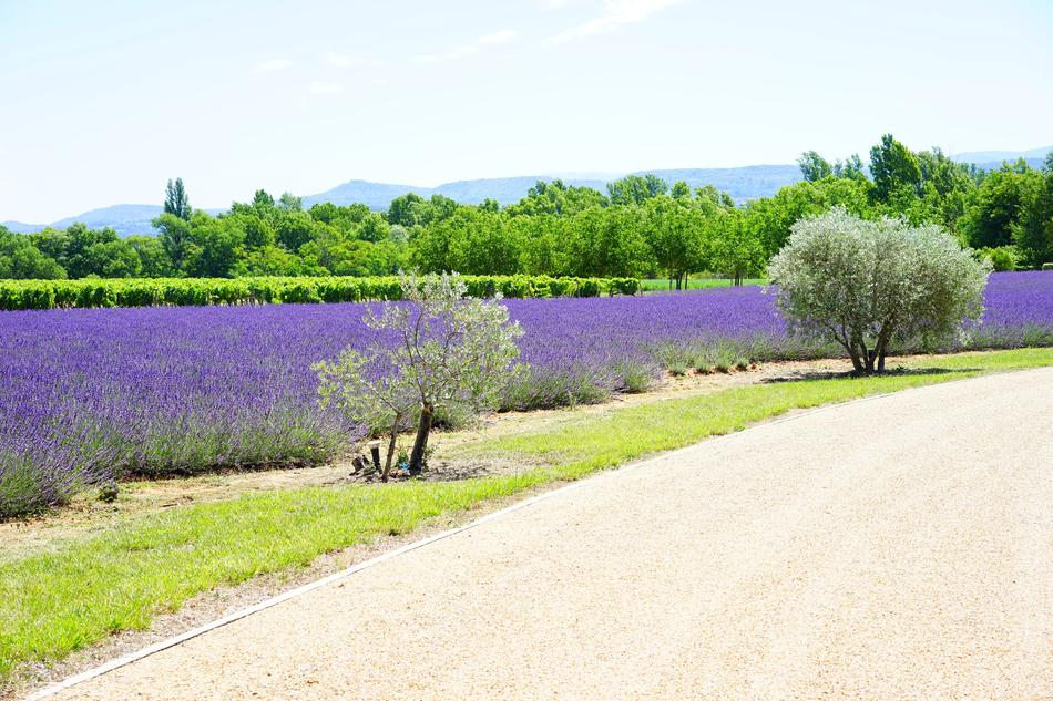 landscape of Field Lavender